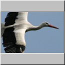 Ciconia ciconia - Weissstorch 05.jpg